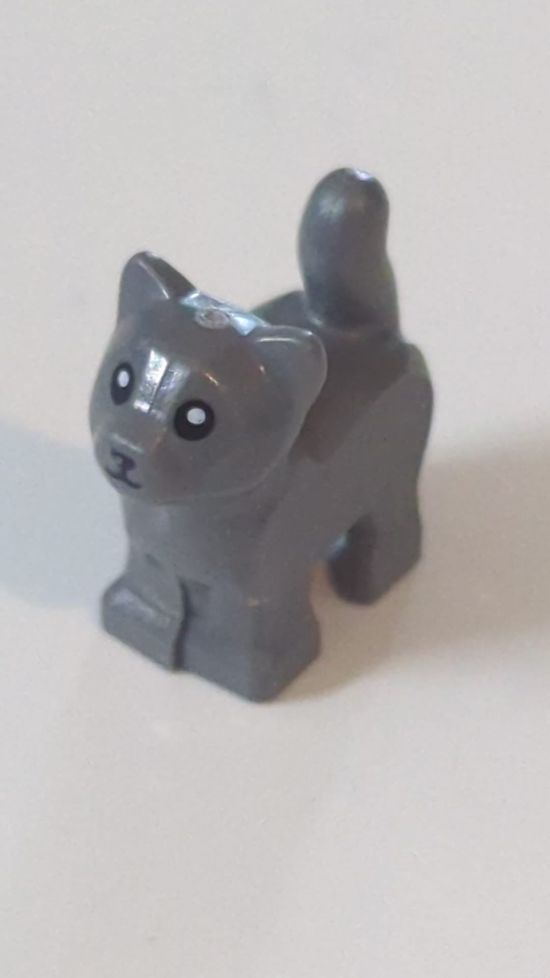 Katze, Kätzchen, stehend, mit schwarzer Nase und Augen mit weißem Pupillenmuster neudunkelgrau