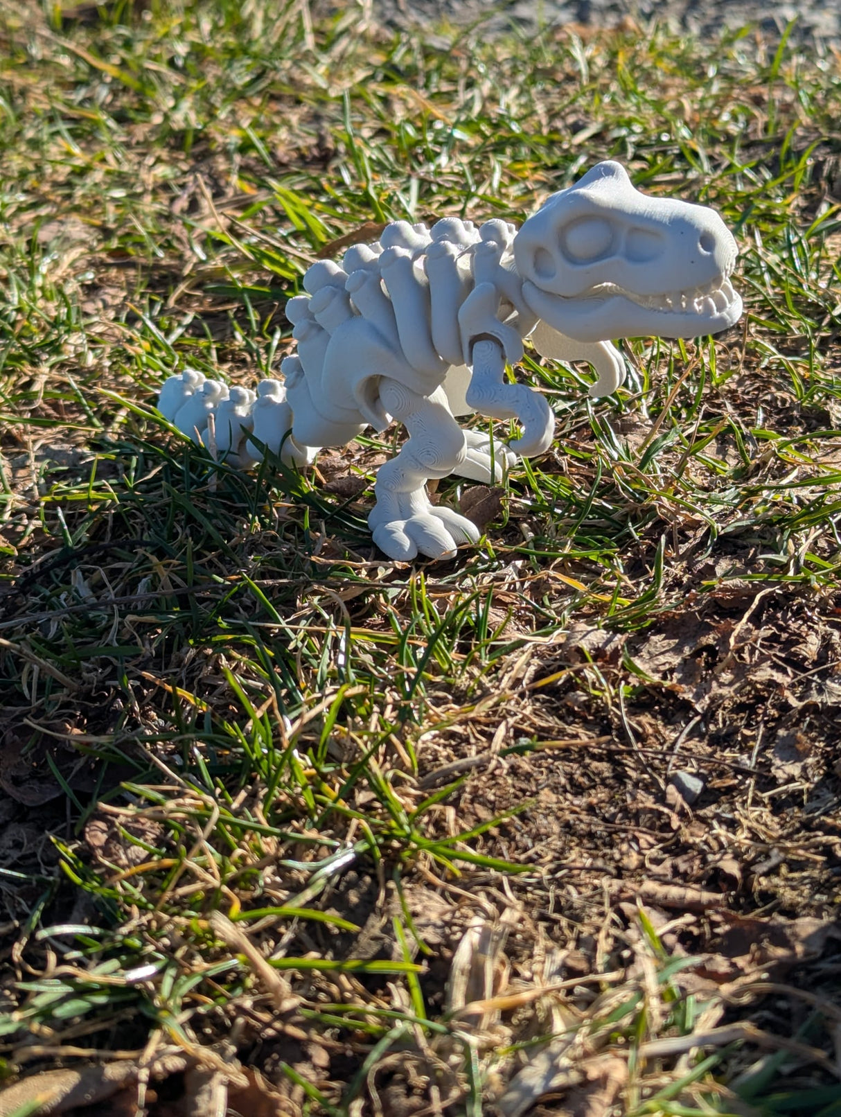 Flexibler Dinosaurier: Tyrannosaurus Rex Skelett, es kann liegen und stehen, Mund öffnen 3D knochenweiß