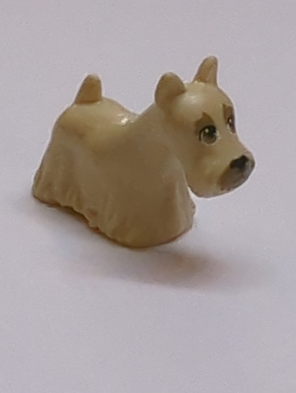 NEU Hund, Terrier Scottish (Scottie) mit dunkelbraunen Augen, Augenbrauen und Schnauze und schwarzem Nasenmuster beige