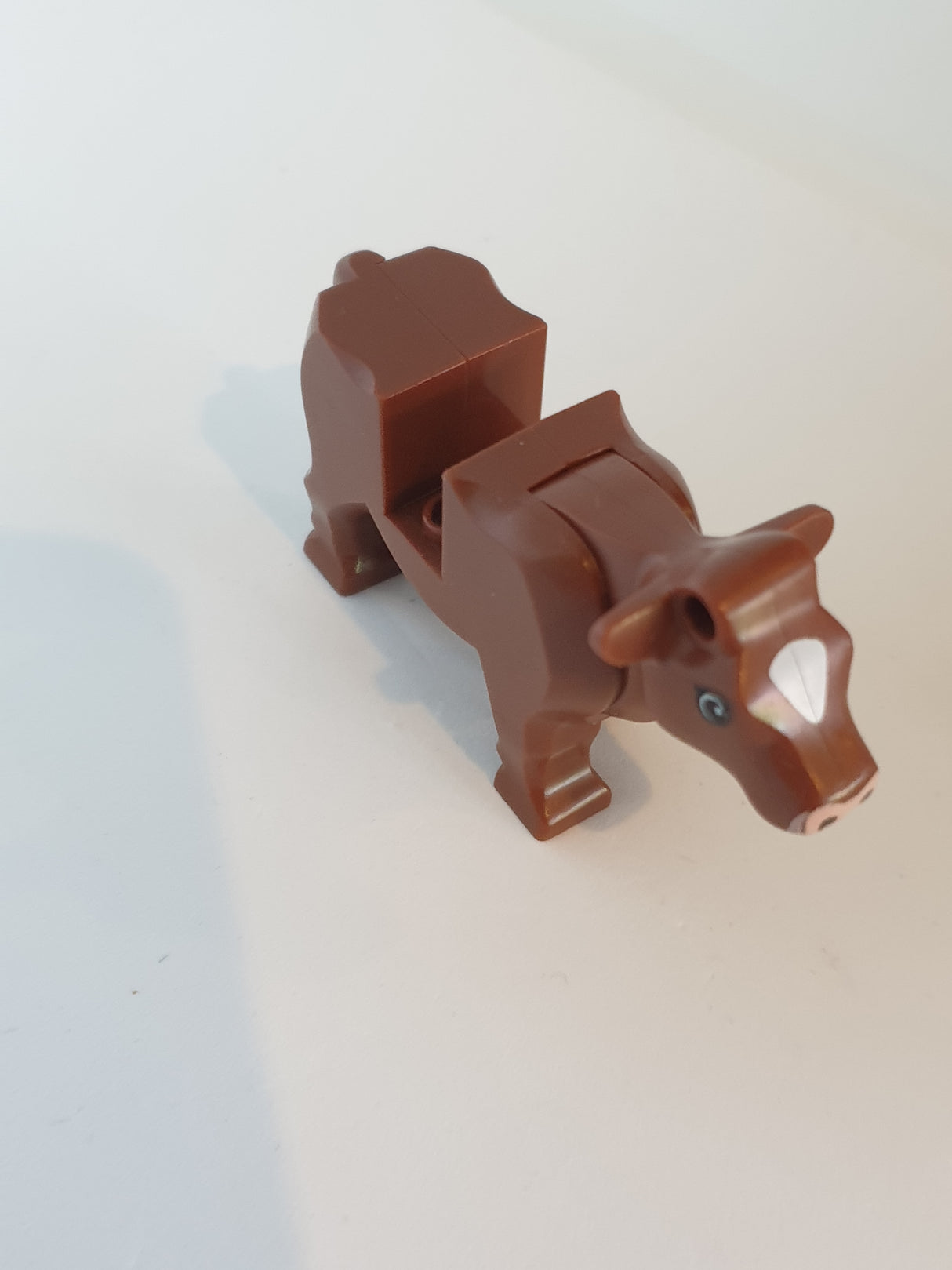Kuh mit weißer Blesse neubraun reddish brown