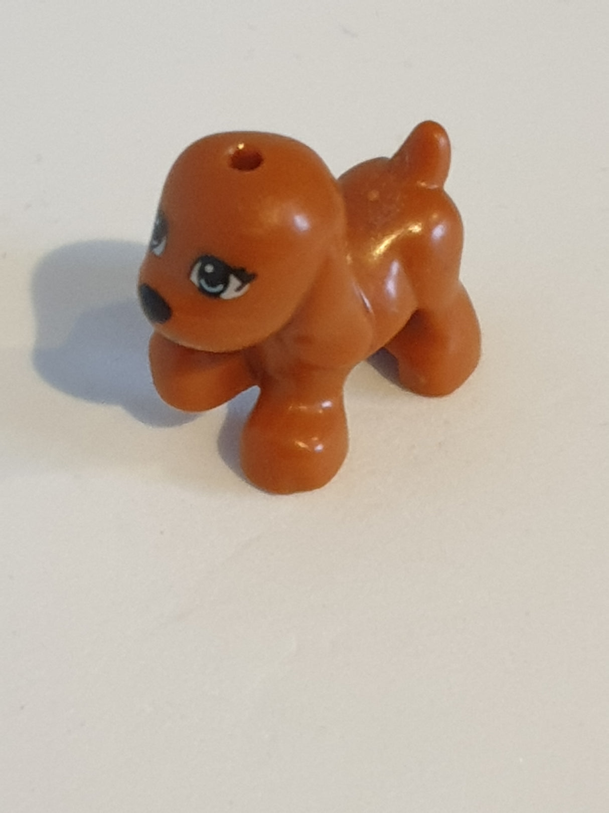 Hund Welpe Scarlett dunkelorange
