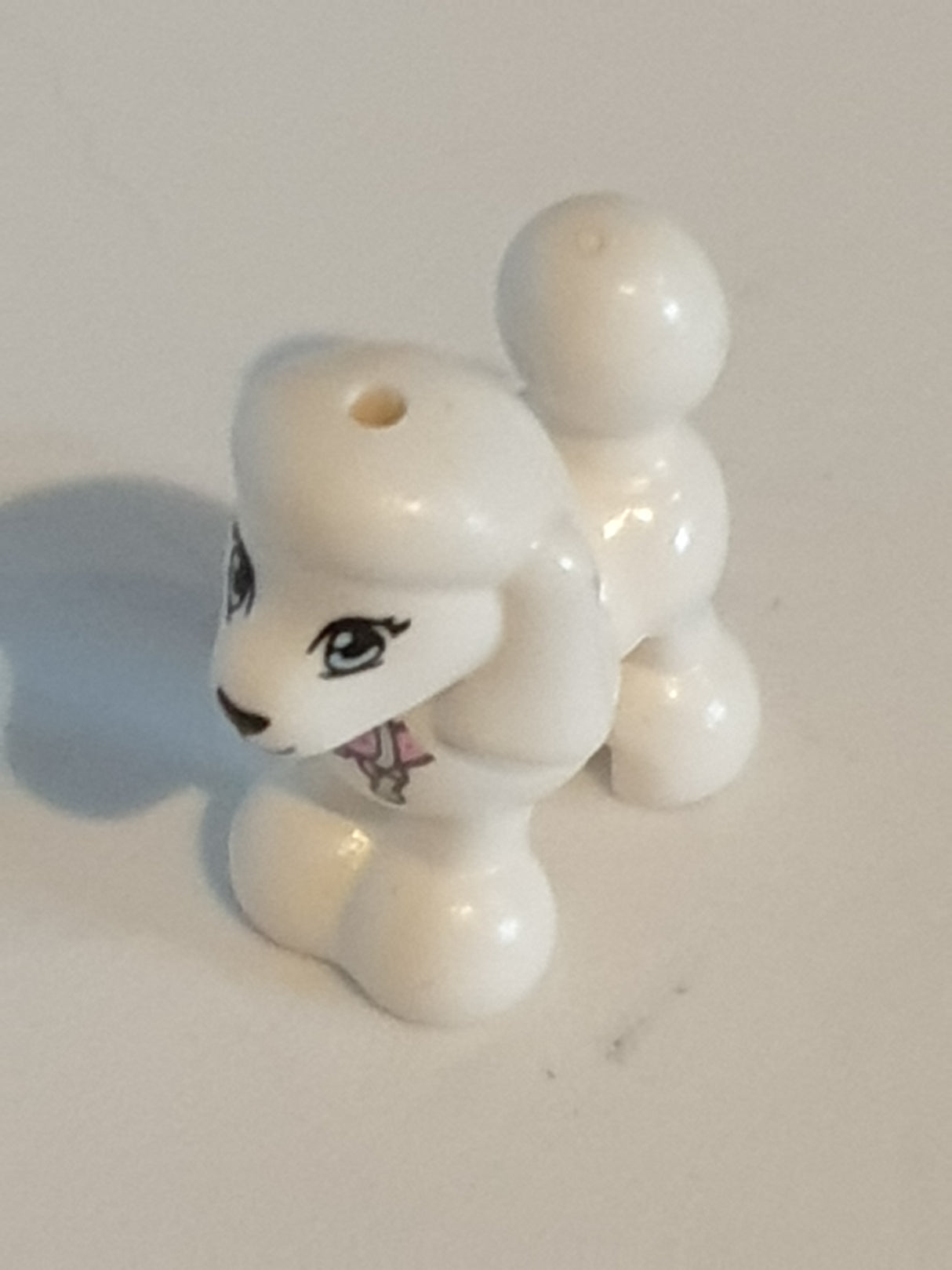 Hund Pudel Tina weiß white