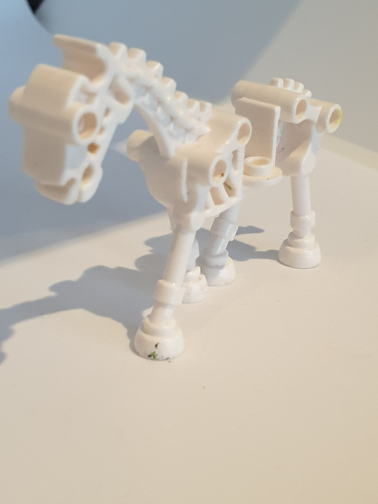 Pferd Skelett weiß white