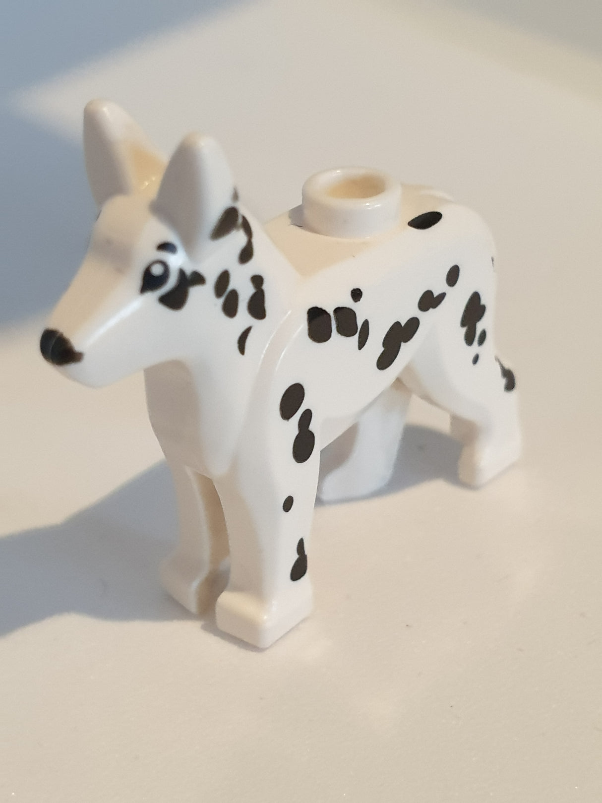 weiß whiteer Hund / Dalmatiner