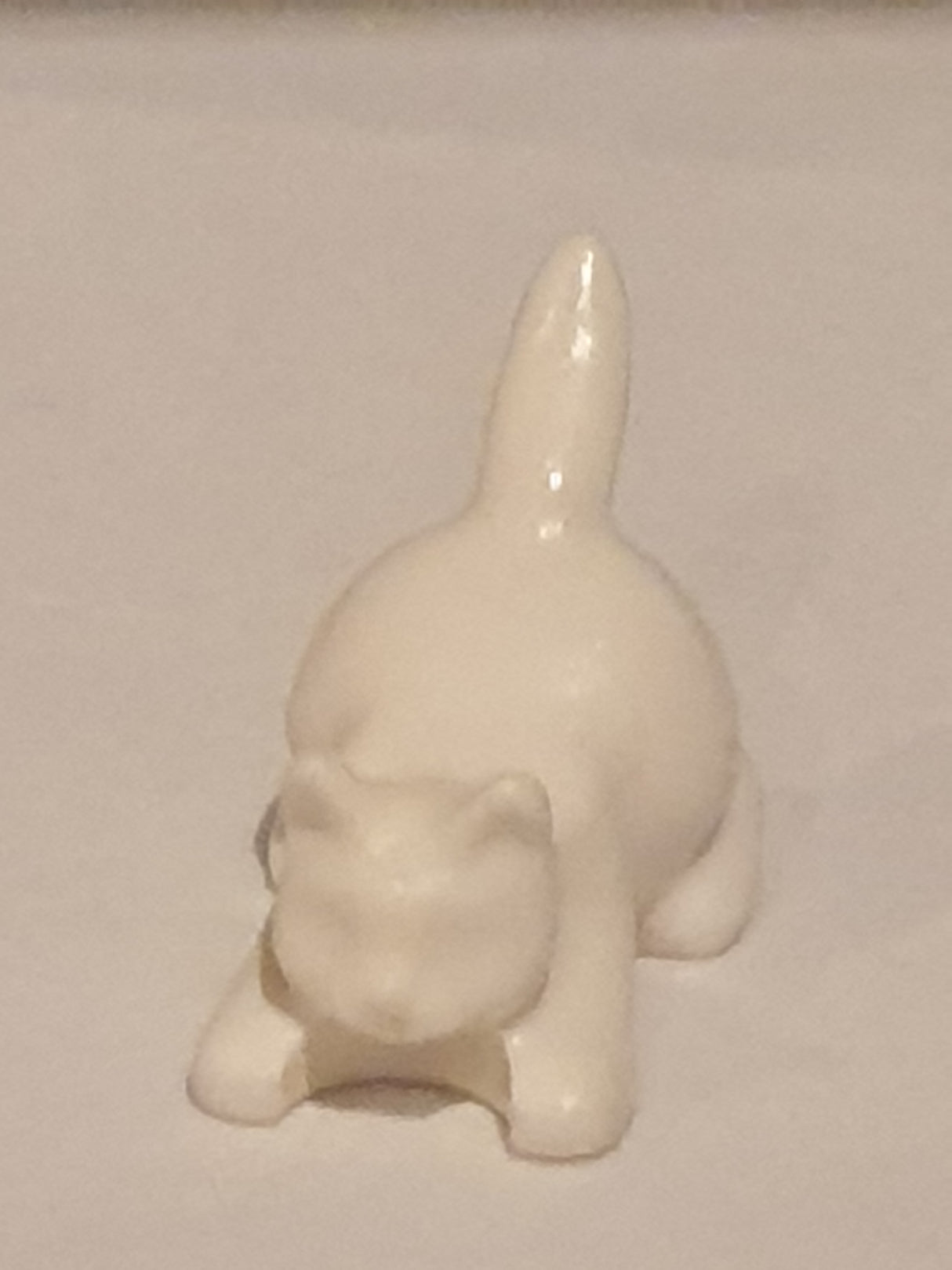 Katze kriechend weiß white