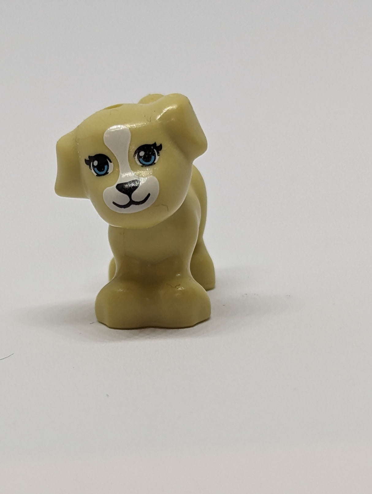 Kopie von Hund, Friends, Puppy, stehend schwarze Nase und Mund, weisse Blässe, beige tan