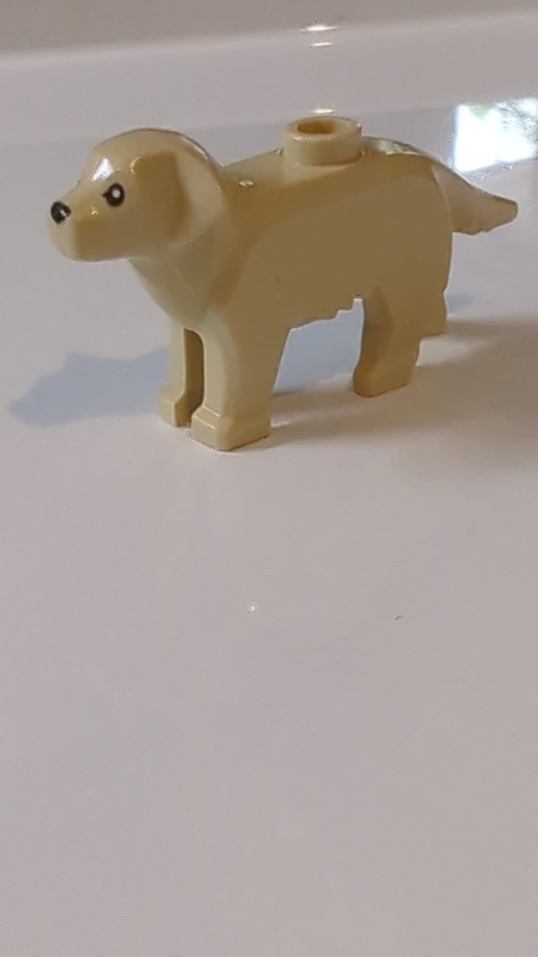 Hund, Labrador/Golden Retriever mit schwarzem Augen- und Nasenmuster beige