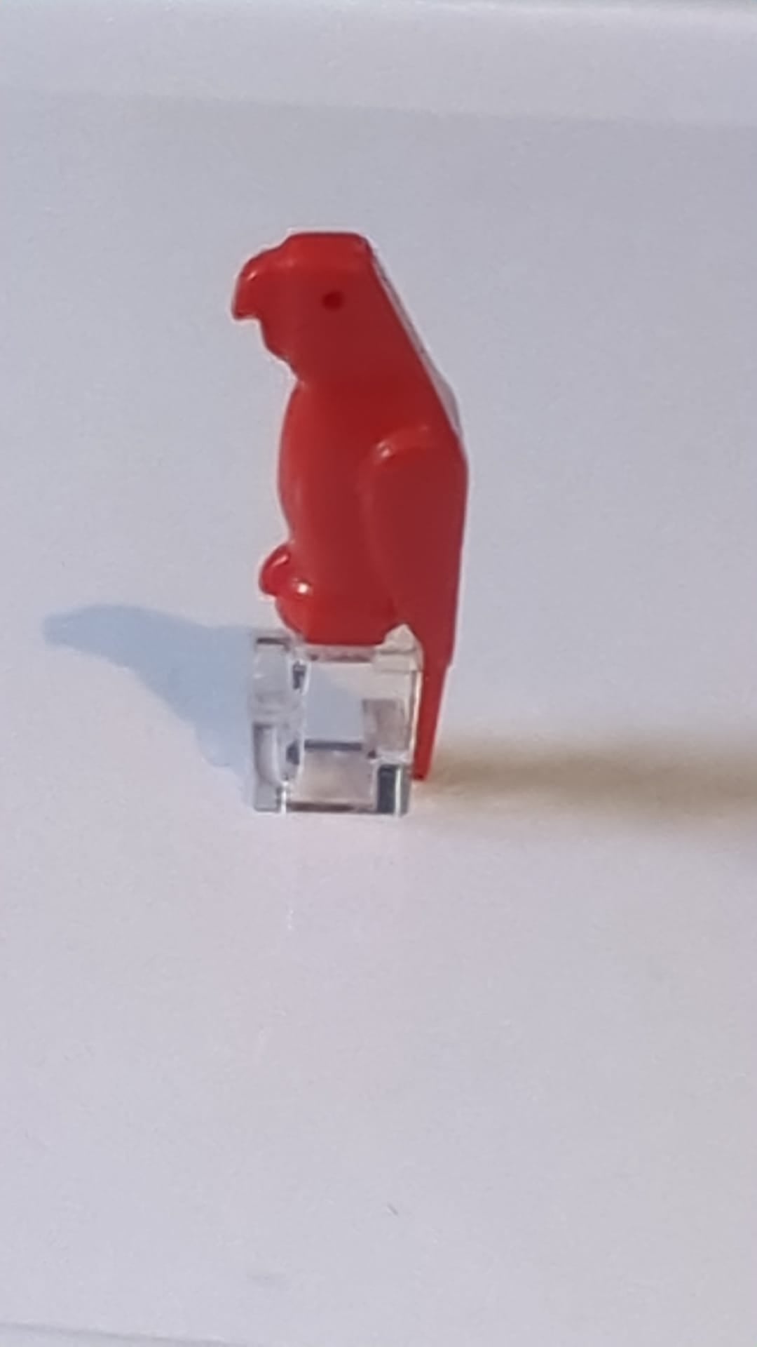 Vogel, Papagei mit kleinem Schnabel rot