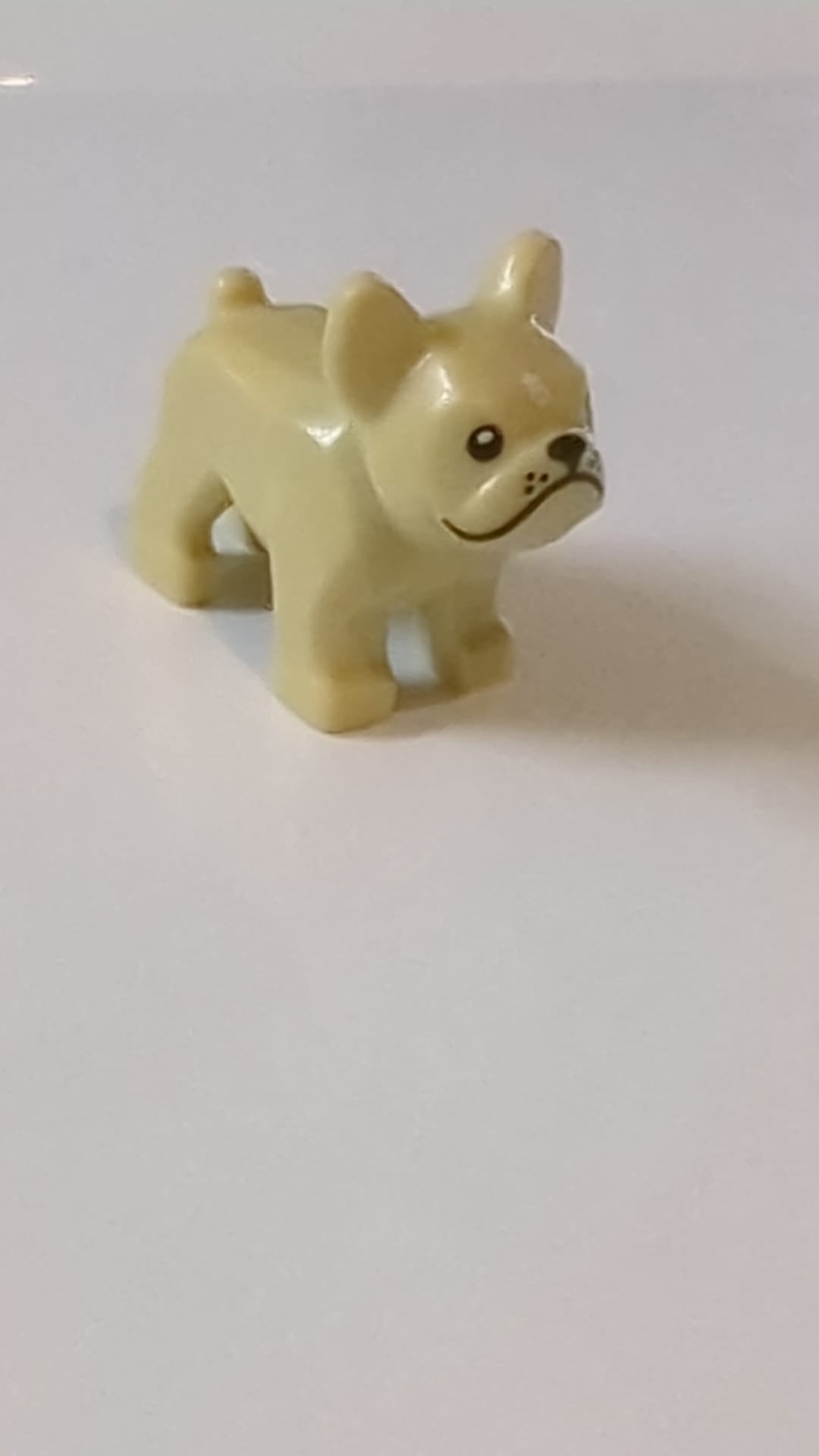 Hund, Französische Bulldogge mit schwarzen Augen, schwarzer Nase und schwarzen Punkten an den Schnurrhaaren, weißem Fleck auf der Stirn beige