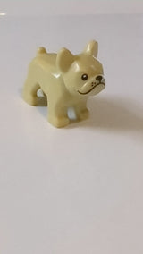 Hund, Französische Bulldogge mit schwarzen Augen, schwarzer Nase und schwarzen Punkten an den Schnurrhaaren, weißem Fleck auf der Stirn beige